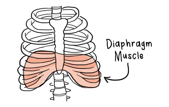 Diaphragm Muscle and Hiccups